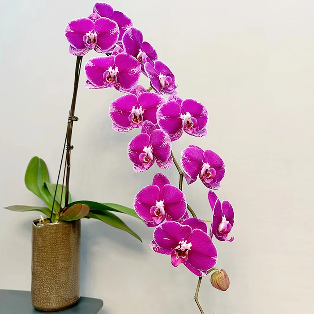 花花喜大王蝴蝶兰大财主3.5寸杯根好苗壮叶子油绿【剪自然梗无花】