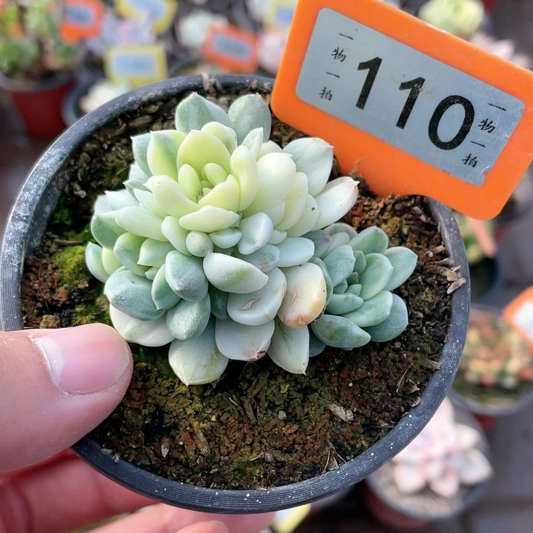 【闪购商品】110号