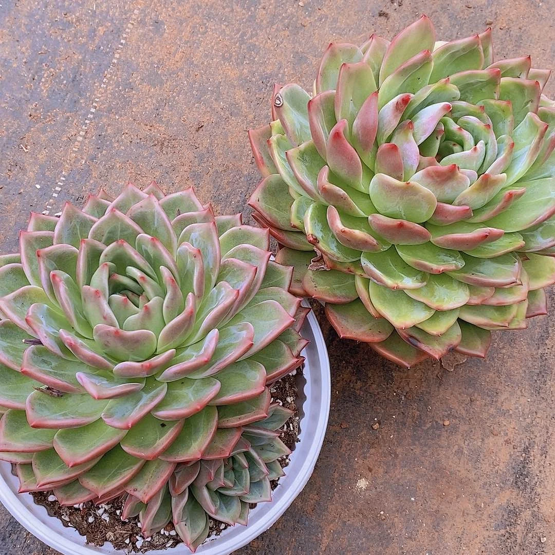 多肉植物彩色香槟组合