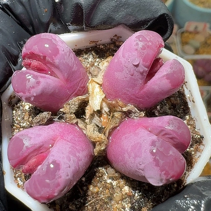 生石花2/：：：。   528号