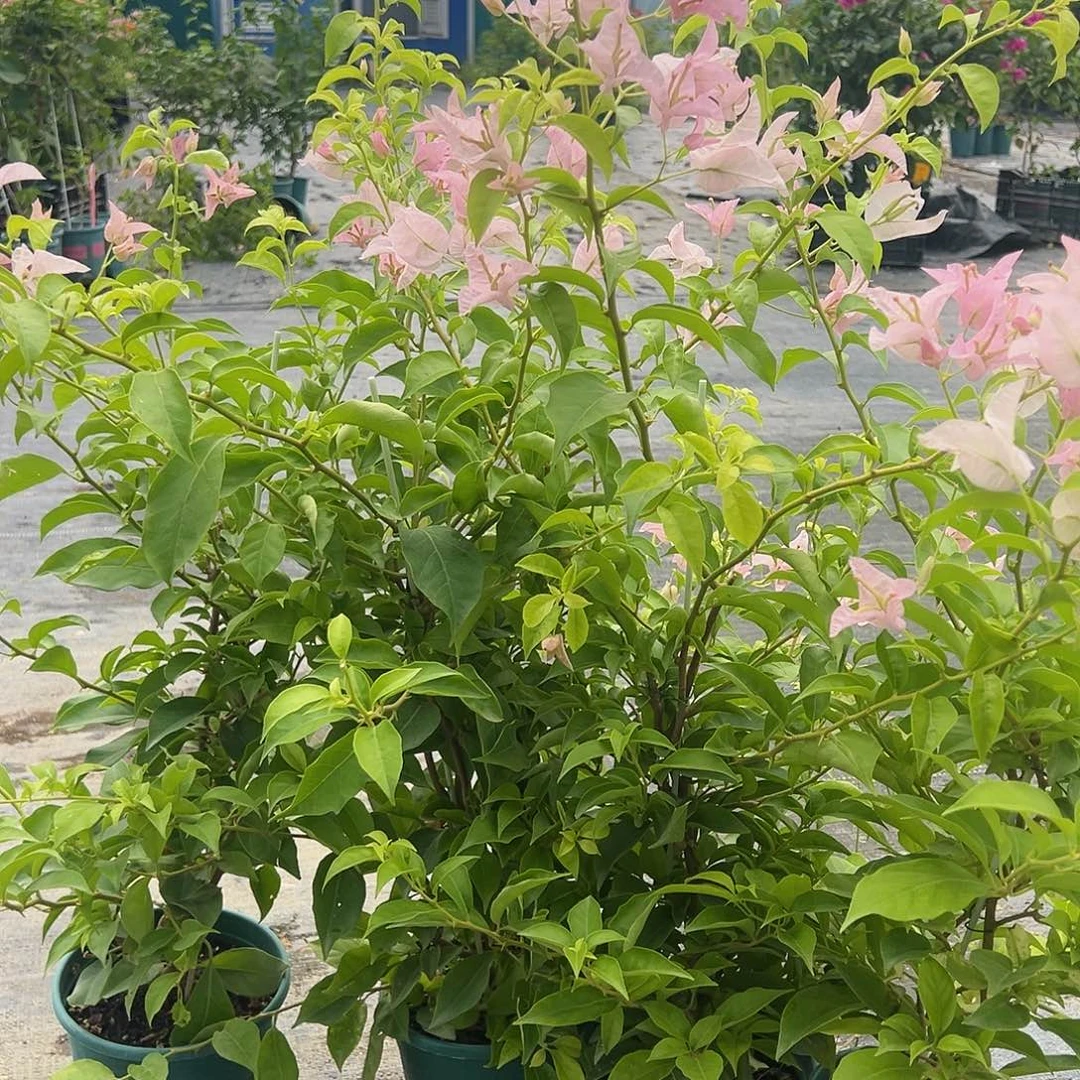 大部分开放少量花苞姬小桃一颗