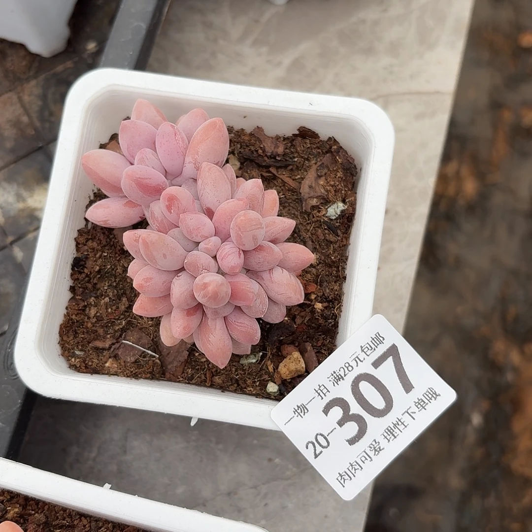 ****芦汤圆缀化无盆土发货无