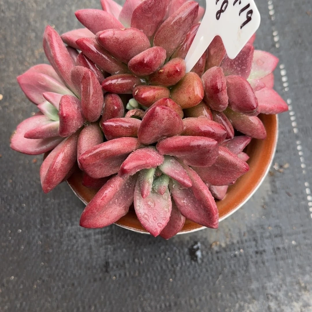 一物一拍赫菲群18