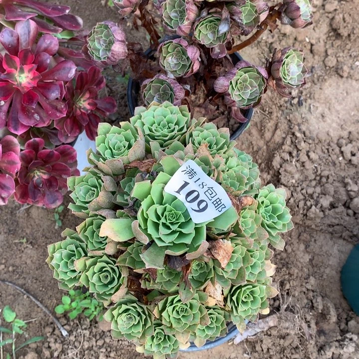 109绿玫瑰手捧2号棚