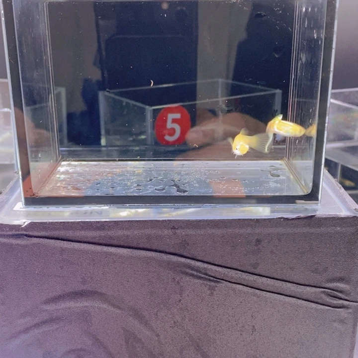 孔雀鱼孔雀鱼黄化维也纳底剑