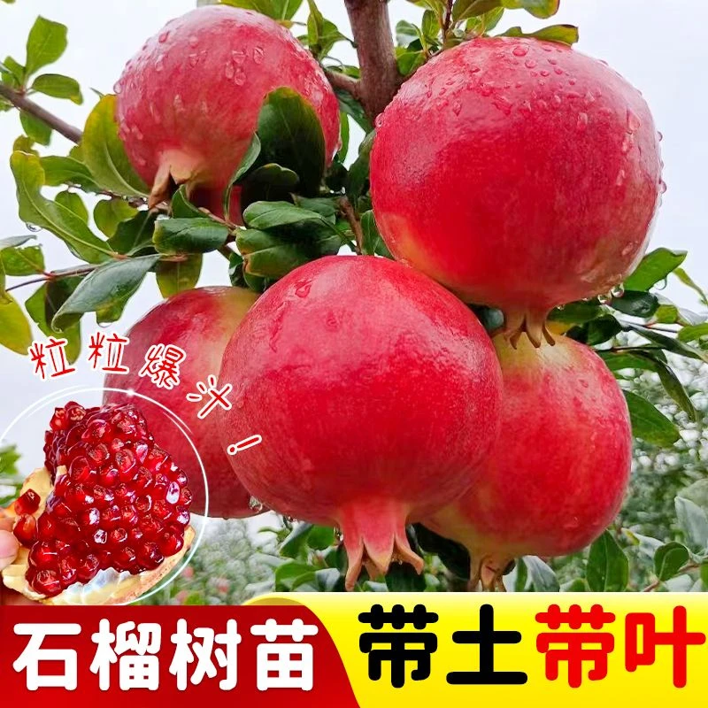大果软籽石榴树苗纯甜石榴苗盆栽地栽室外阳台南北方种植耐寒耐热