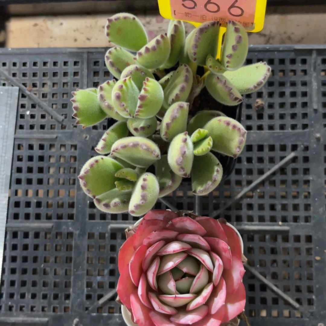 云尘多肉一物一拍566