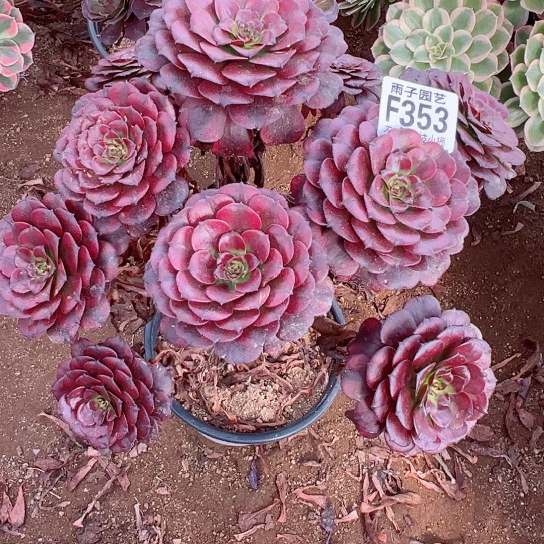 353美姬尺寸25左右特价