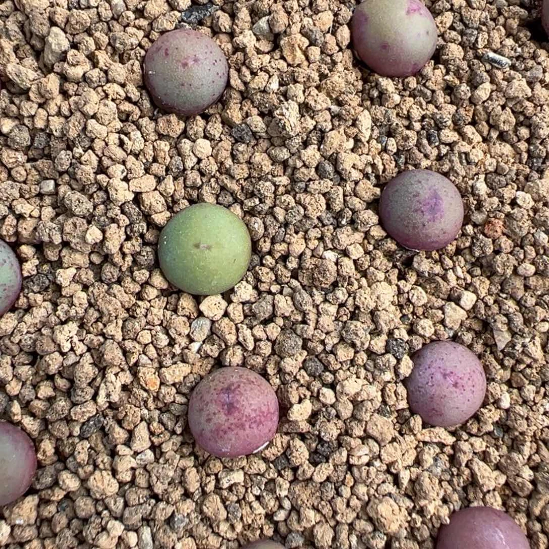 量拍sb1102v嘴小苗一颗