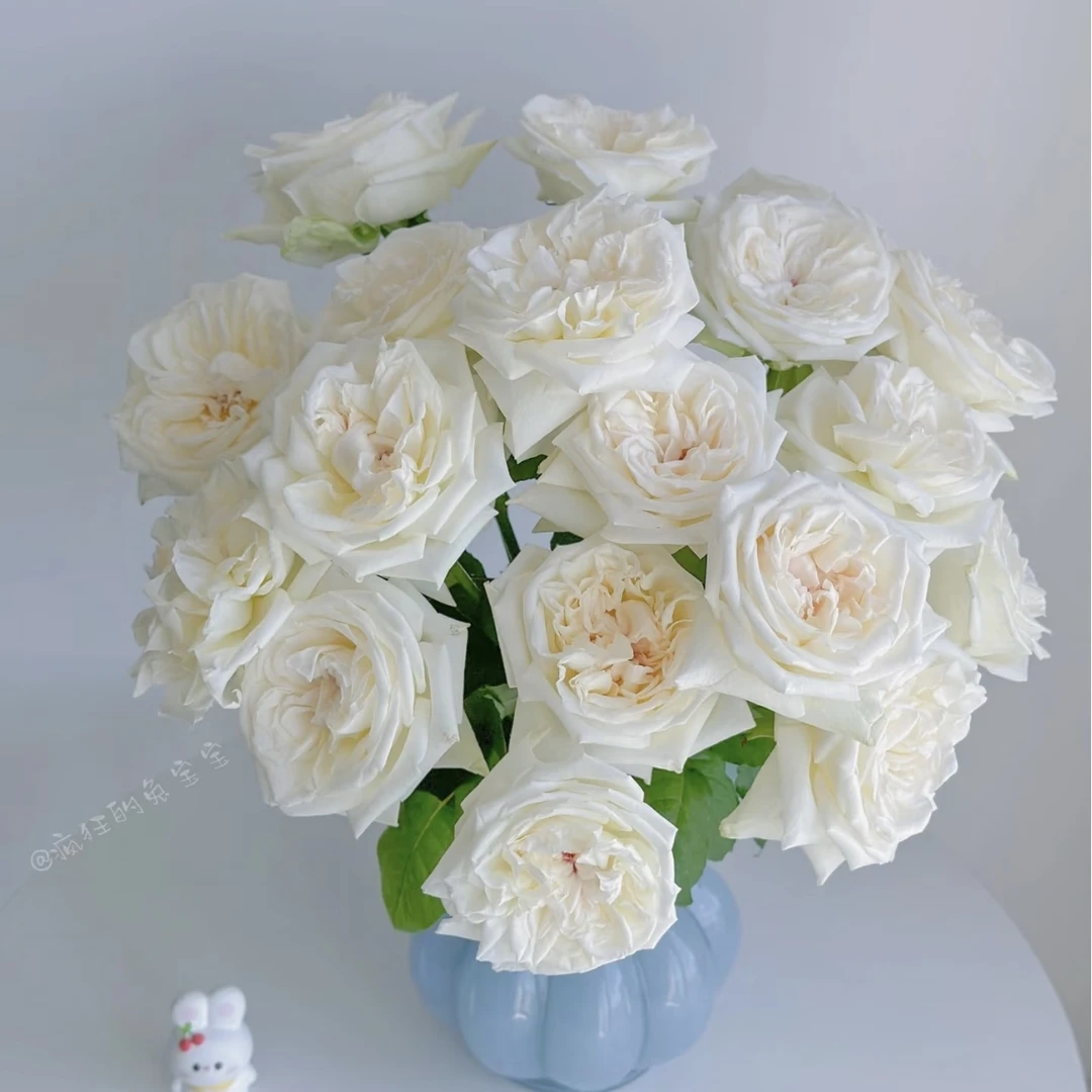 【白荔枝】单头玫瑰 全店两单顺丰冷链包邮家居鲜花养护