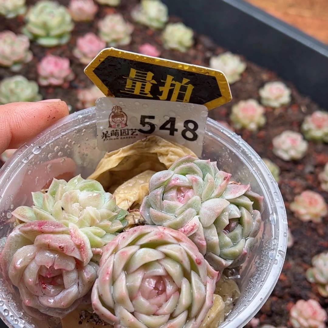 多肉植物多肉植物