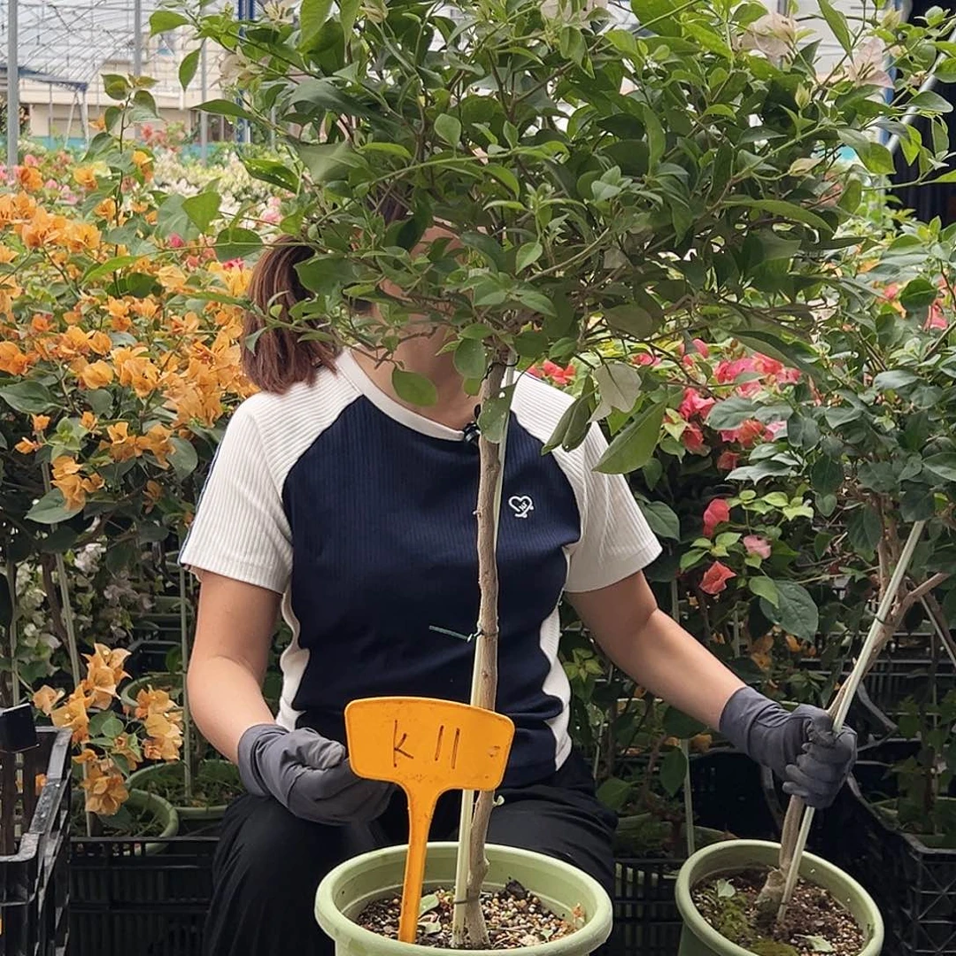 梁***姐大部分花苞少量开放K11婆罗洲樱花