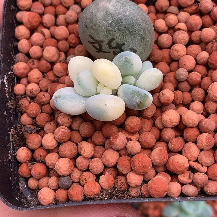 *****文乐奶酪锦多肉植物
