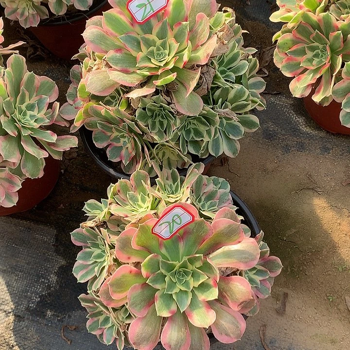 法师2个21-20号的