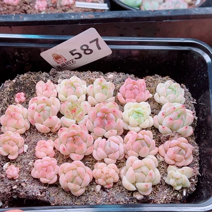 多肉植物多肉植物