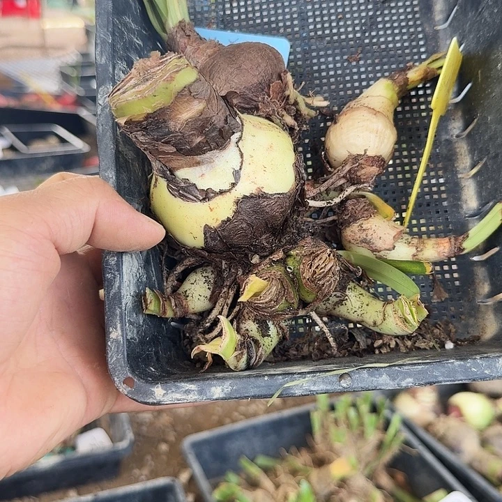 选美皇后朱顶红一筐