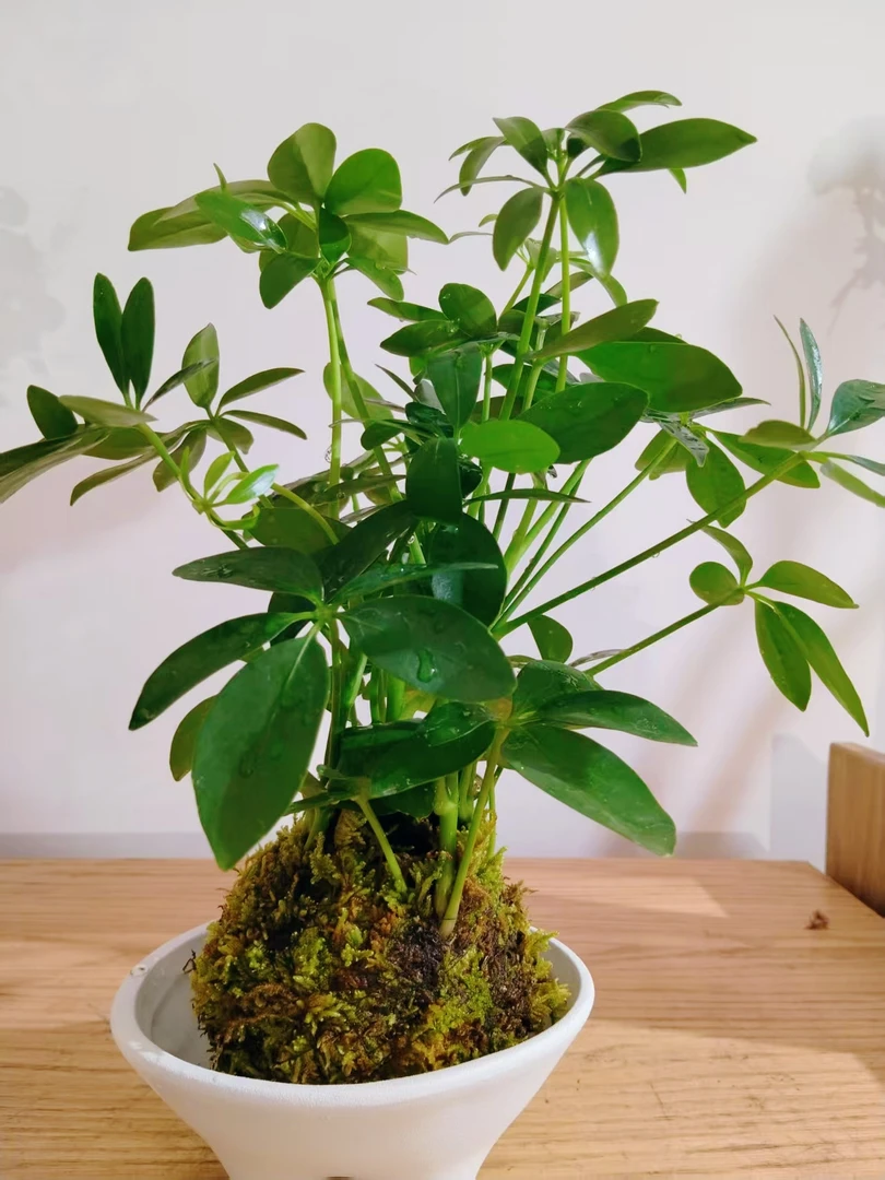 【专属浪漫DR】鸭脚木苔藓球盆栽 养护简单 桌面小盆栽