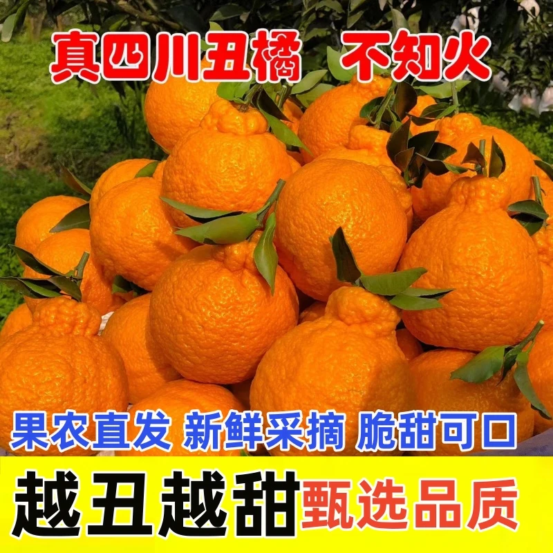 【脆甜可口】正宗四川丑橘不知火丑八怪丑柑凸顶柑采摘当季水果丑桔