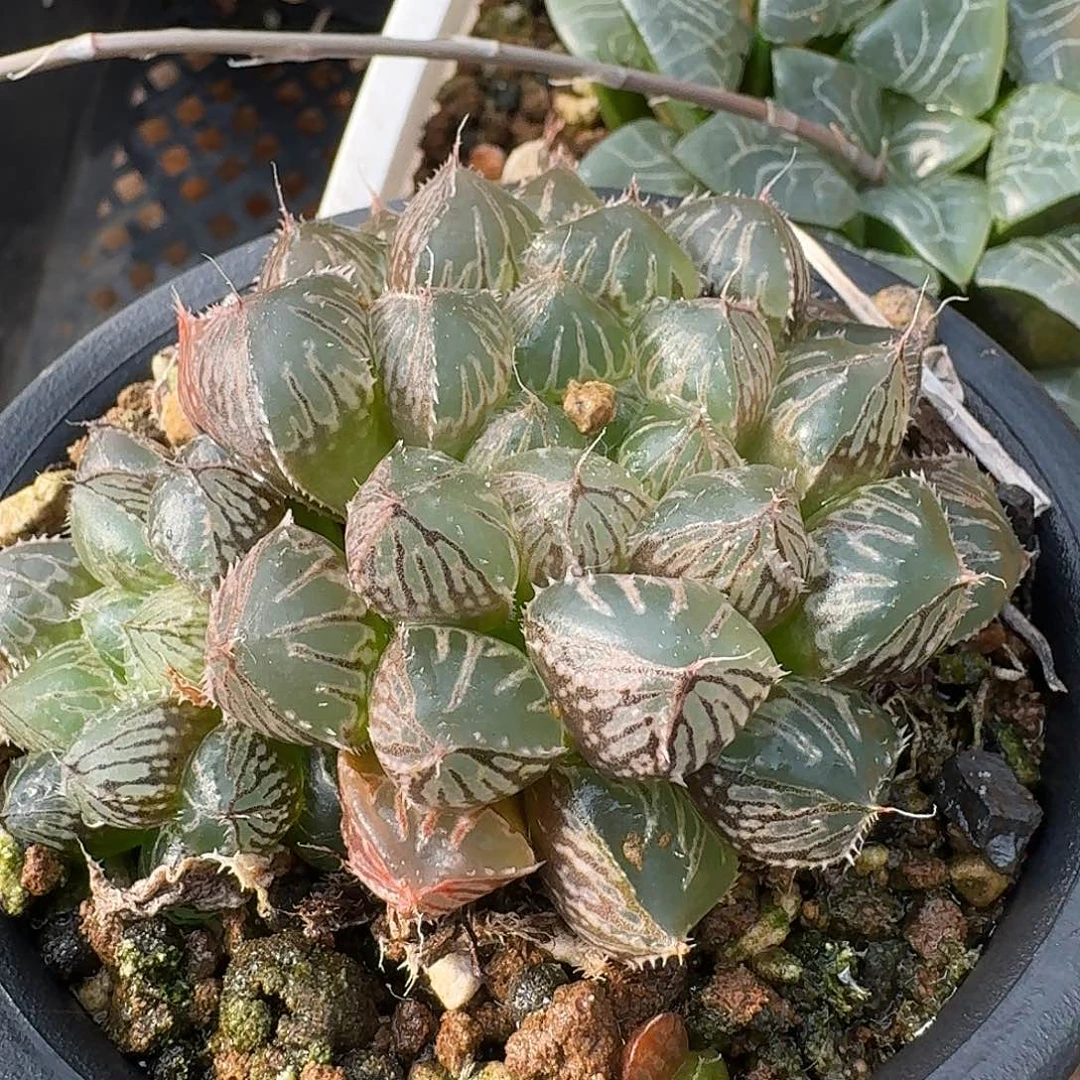 非组正版大叶楼兰