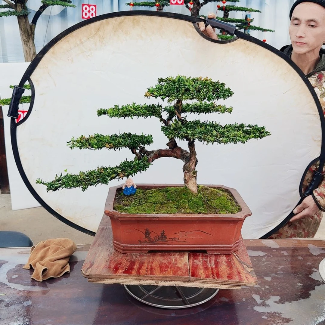 盆景罗汉松一物一拍