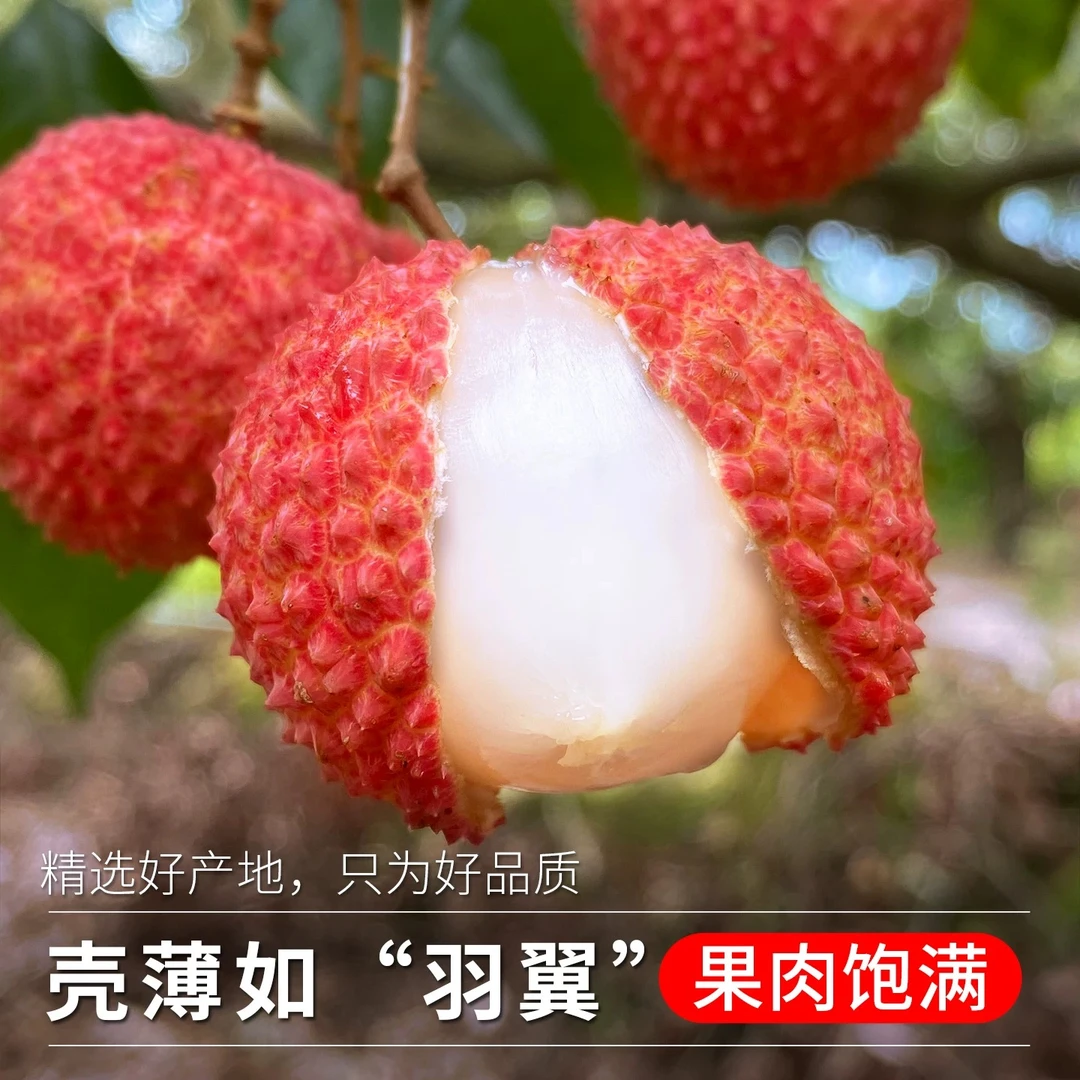 【顺丰冷链】正宗广东茂名高州桂味荔枝新鲜现摘肉甜爽时令水果产地