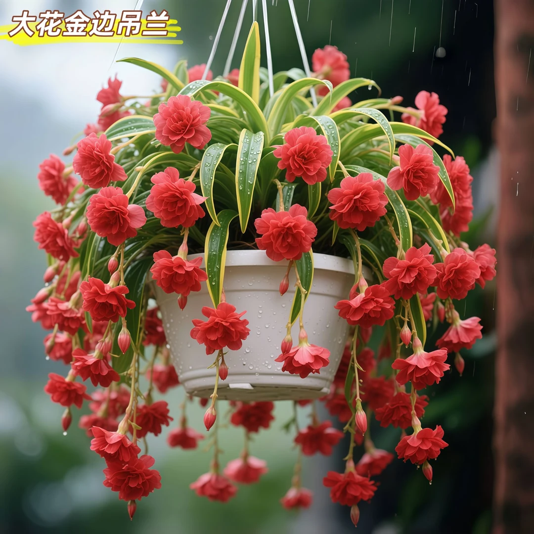 浓香型金边大花吊兰盆栽苗室内外耐寒热四季好养花卉绿植驱蚊驱虫