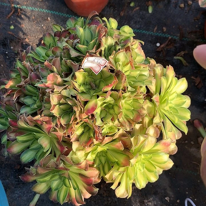 556韶华多肉植物