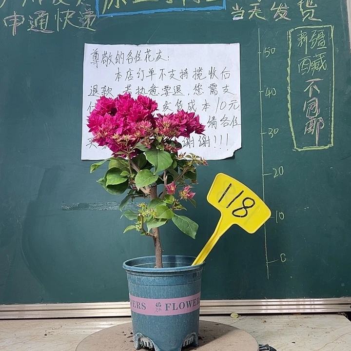 当前无花栽培后可以开花