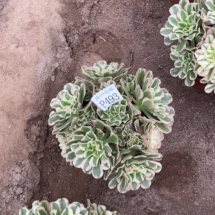 493白凤秀球多肉植物