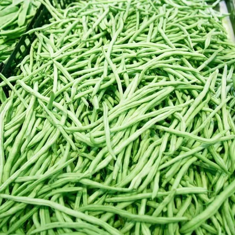 云南露天自种四季豆新鲜脆嫩多汁现摘现发发货 家常菜炒菜