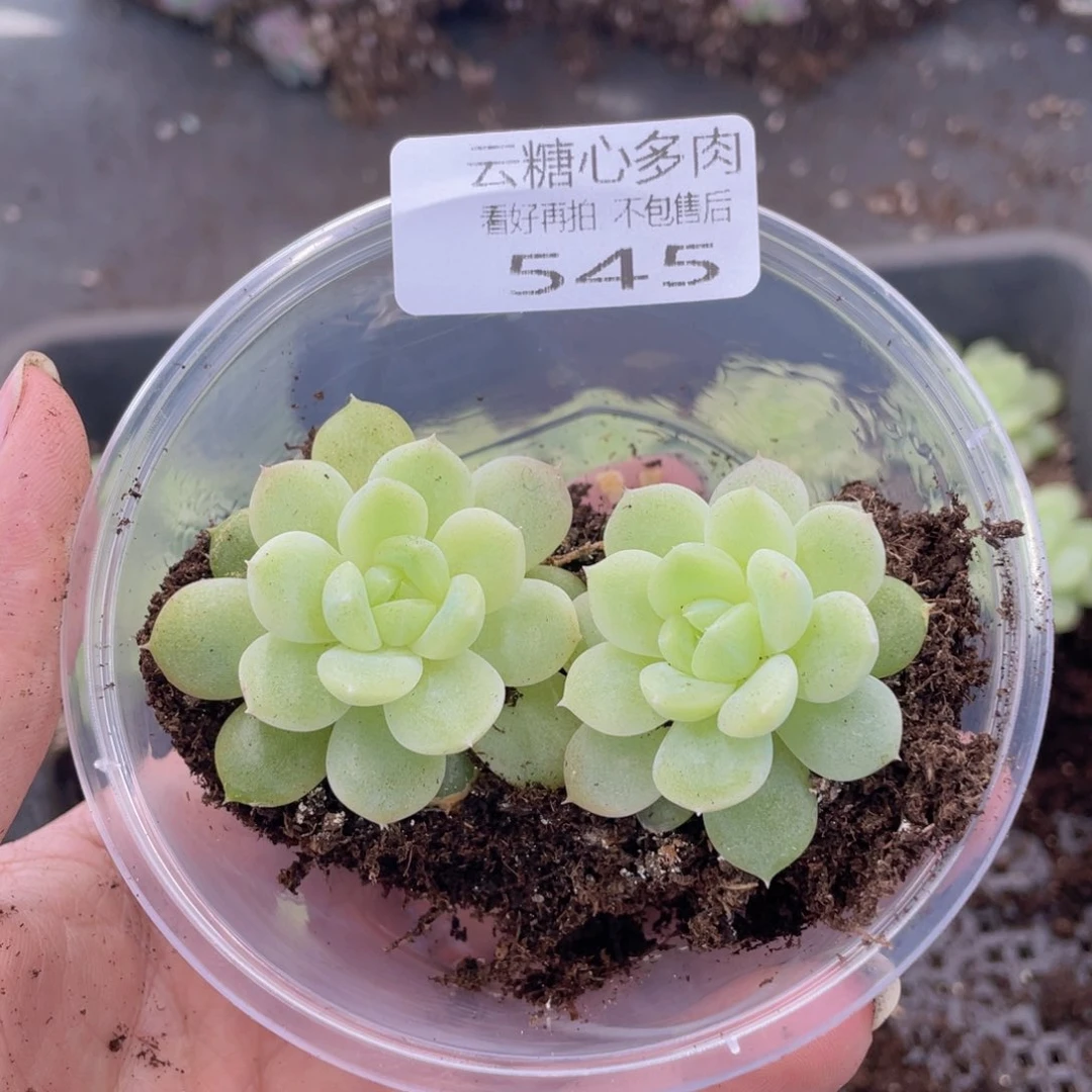M**姨云糖心多肉植物545