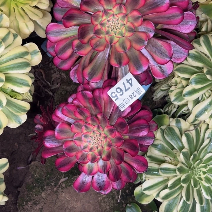 4765南两颗多肉植物