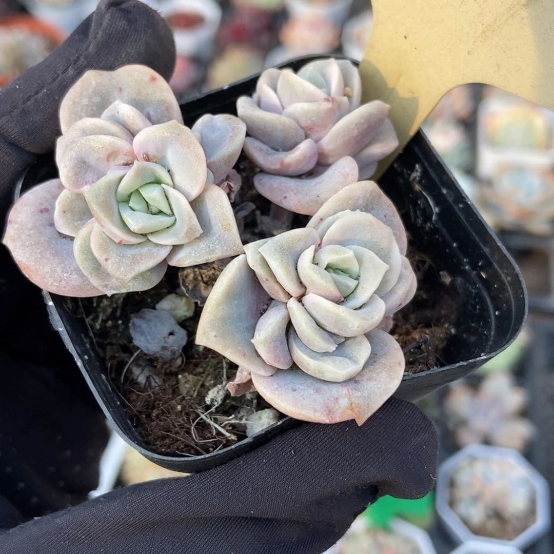 537可爱玫瑰石化多肉植物