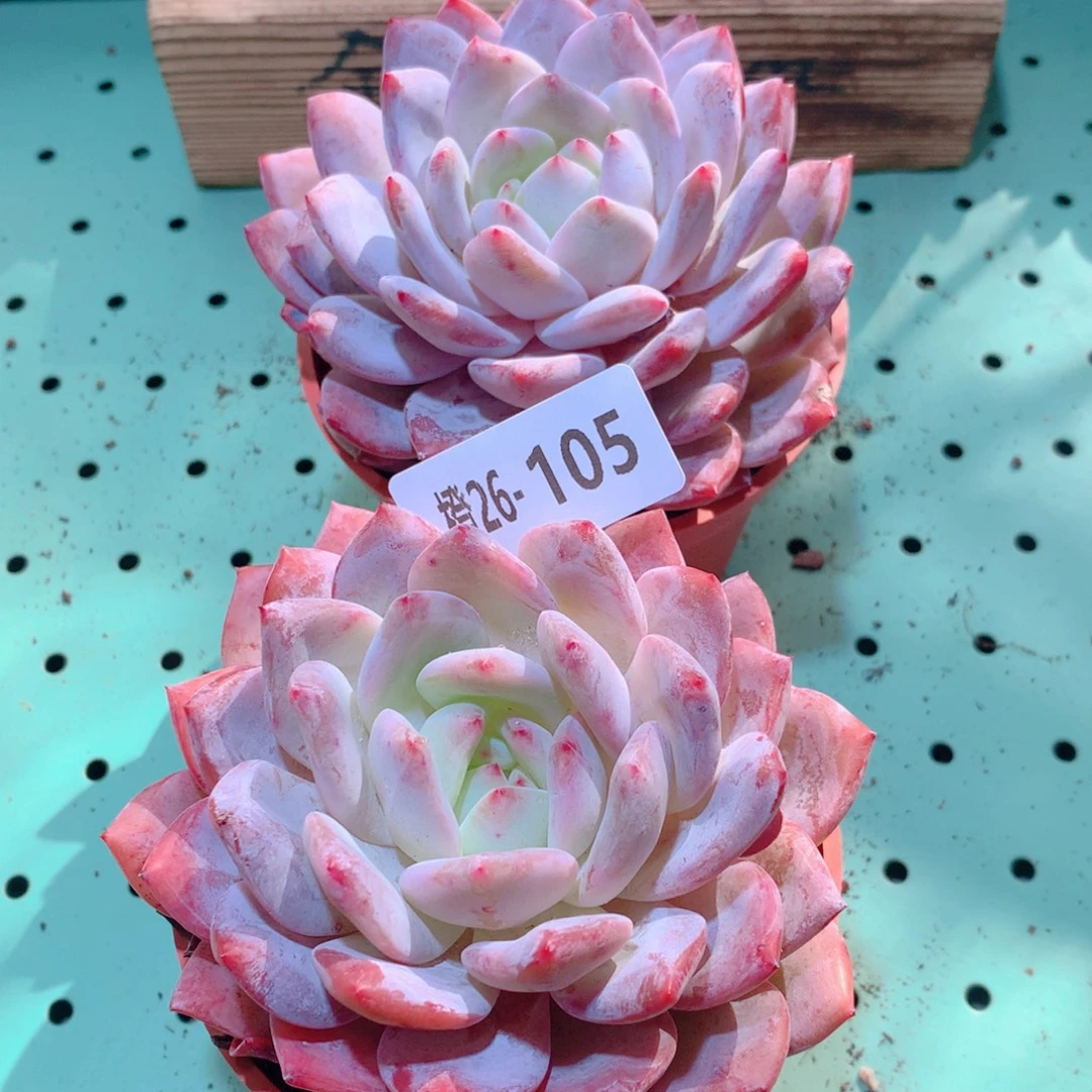 26-105一物一拍多肉带盆2颗