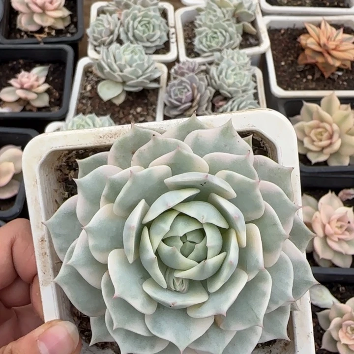 露娜莲锦多肉植物