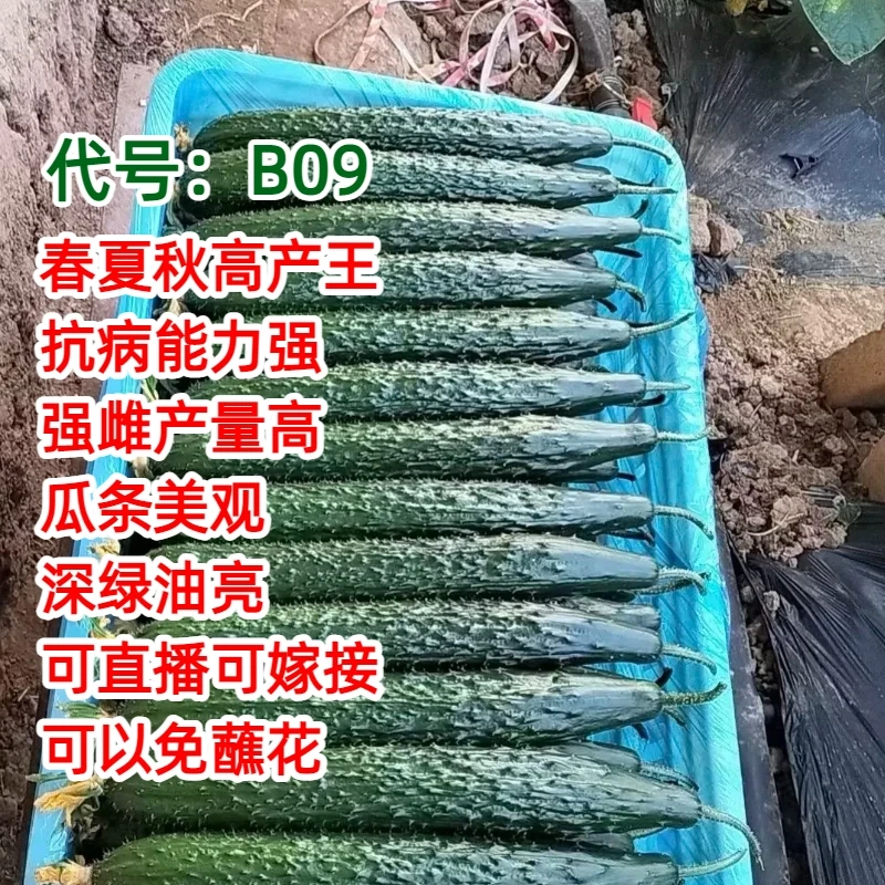 德瑞特B09黄瓜种子【春夏秋高产王】抗病短把密刺深绿油亮商品性好