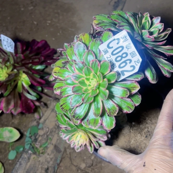 多肉植物法师v紧紧法师