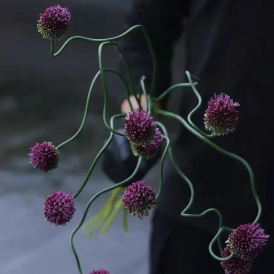 【弯葱】小众水培花材花期长