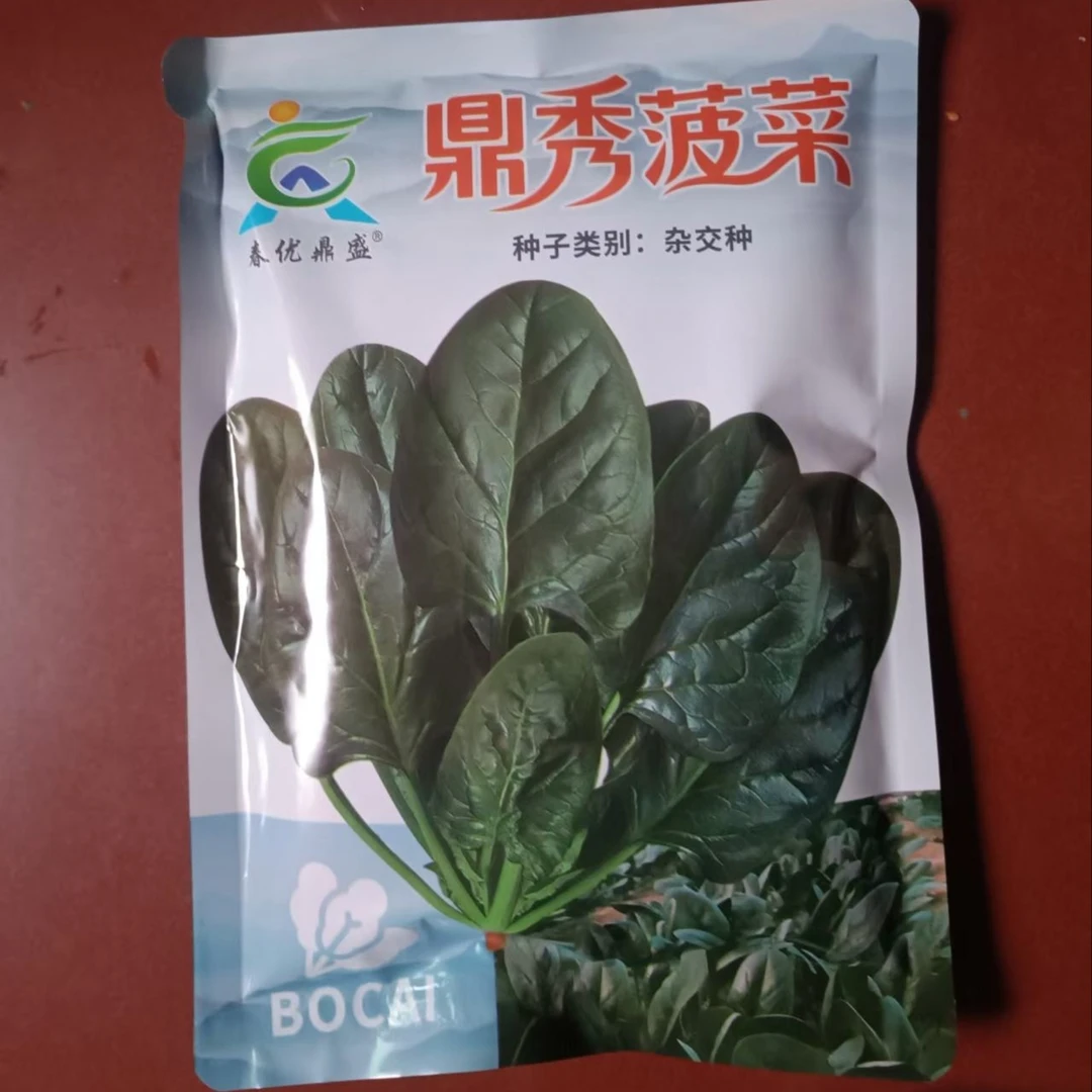 鼎秀菠菜杂交一代趴地菠菜种子中早熟菠菜种子 根红苗正叶厚 耐寒