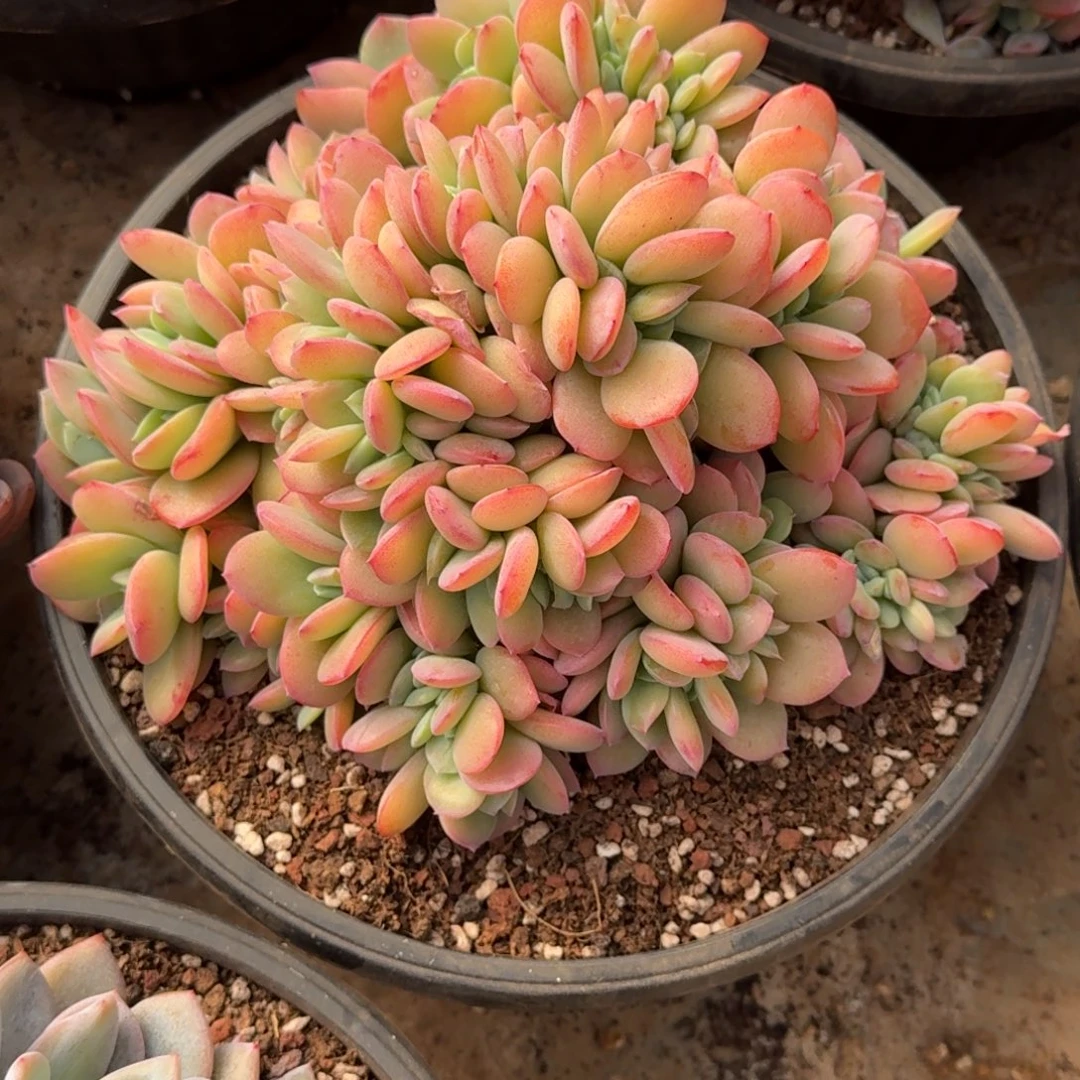 白凤缀化多肉植物链接