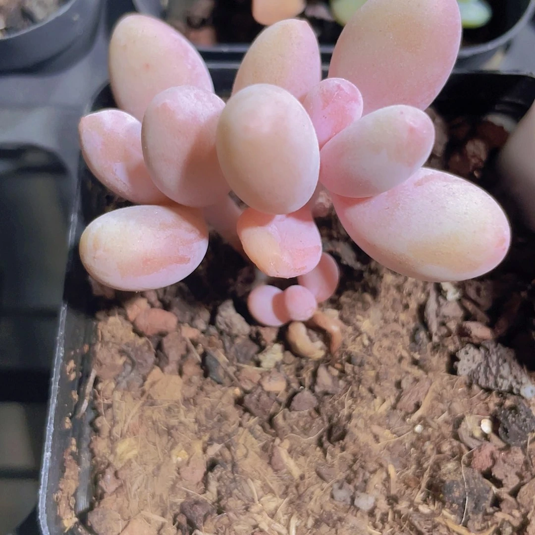 樱花奶e007一物一拍