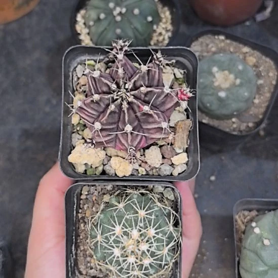 【组合2】实生钢钉直径4+牡丹直径5带盆土