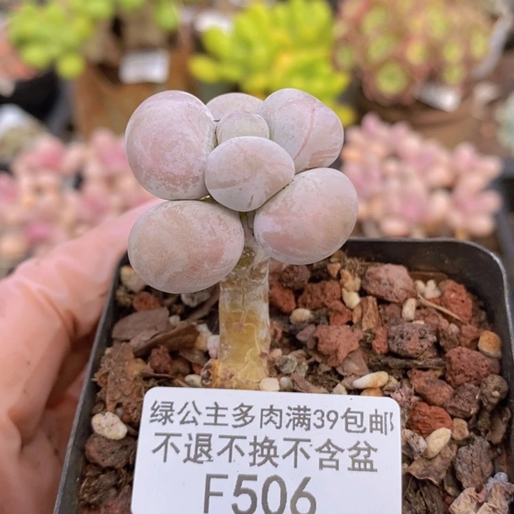 橙奶单头506多肉