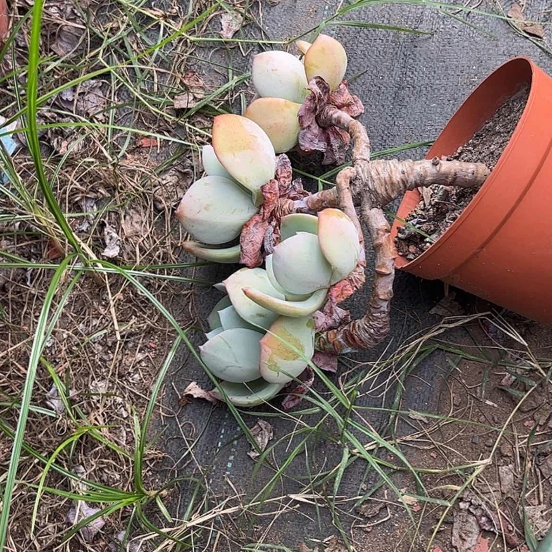 【闪购商品】无花朵小**?