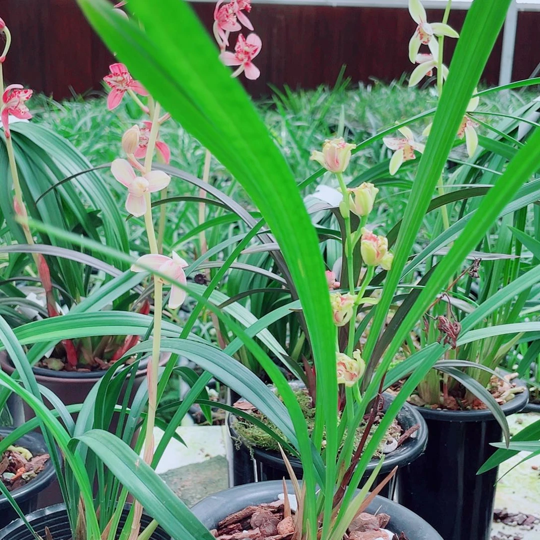 小***草完全开放一物一拍漂亮开花