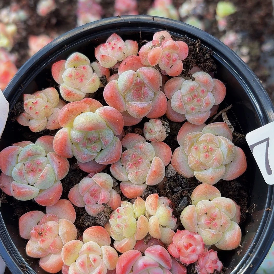 多肉植物多肉植物749