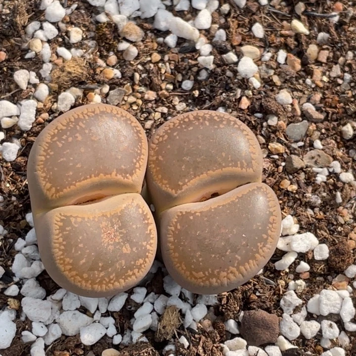 非偏远满20包邮531