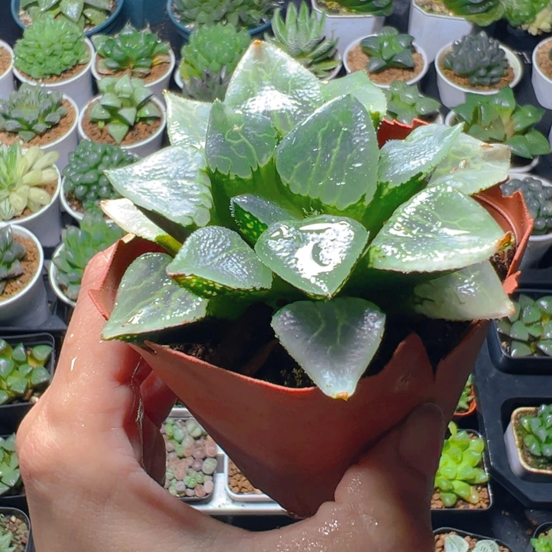 沁影克玉露多肉多肉多肉