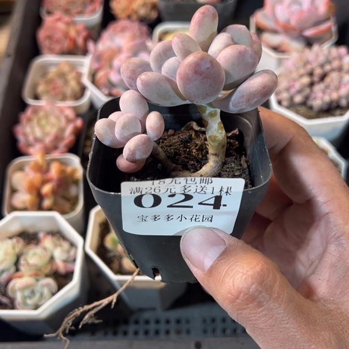 达摩奶酪三头一物一拍多肉满20元包邮明天发货