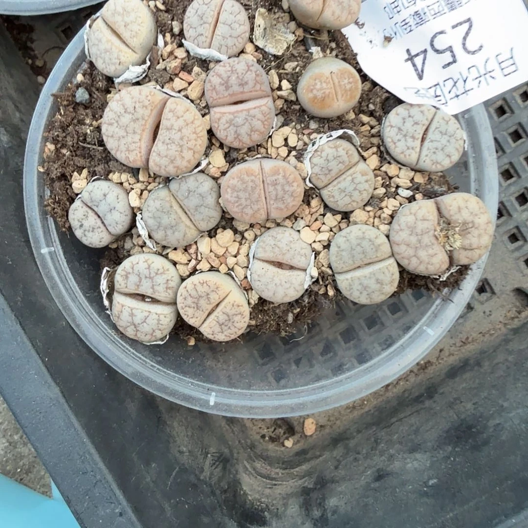 是一个不想被爱254哈哈